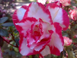 Red-And-White-Azalea-Flower